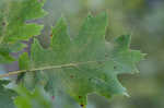 Mapleleaf oak